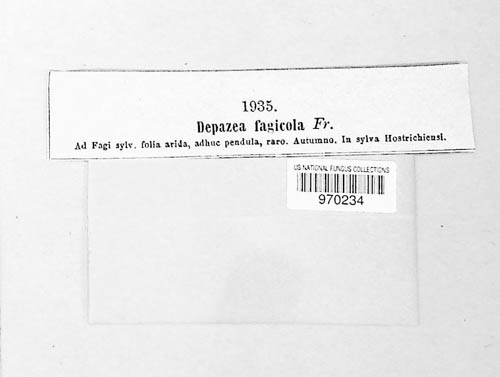 Sphaerella fagicola image